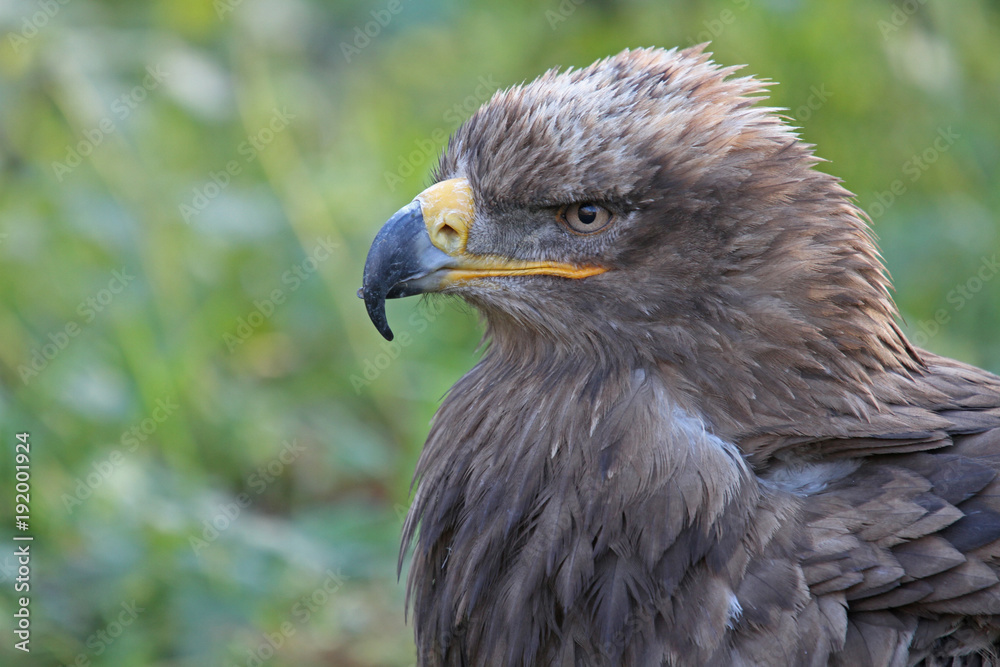 Steppenadler Steppenadler