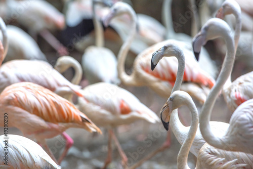 Closeup flamingos bird