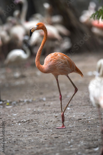 Closeup flamingo bird