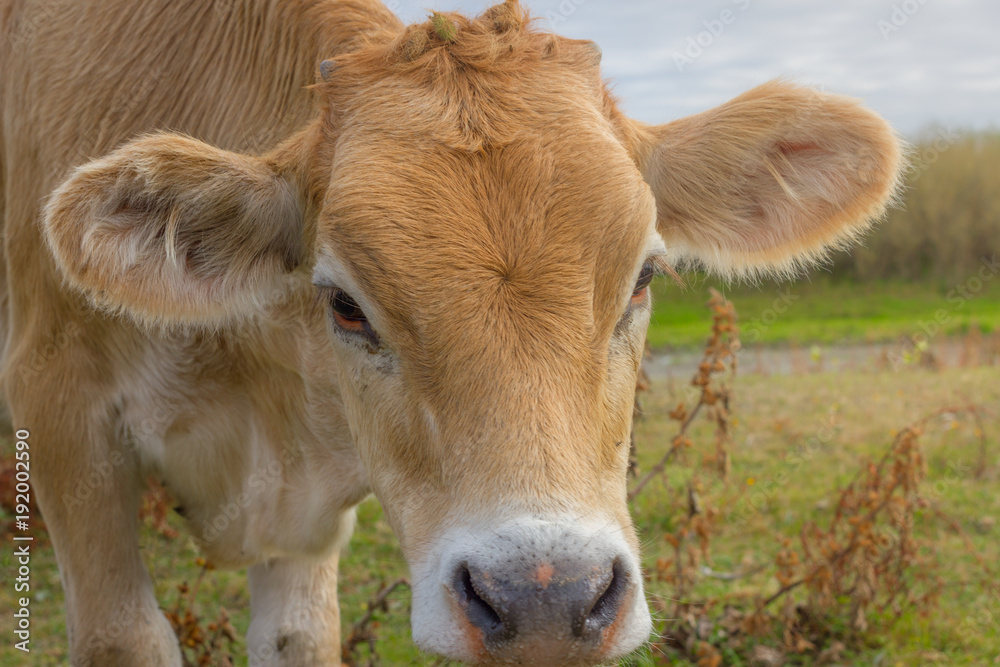 Calf face , selective focus. Young cow portrait Calf face , selective focus. Young cow portrait