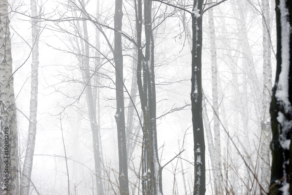 winter forest in thick fog winter forest in thick fog