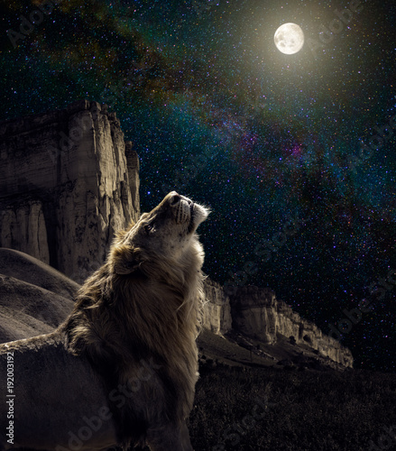 Fototapeta Naklejka Na Ścianę i Meble -  lion howl to the moon