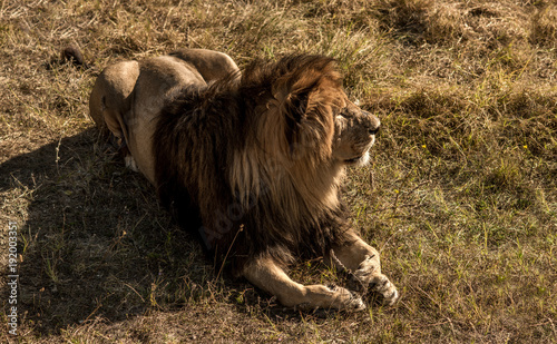 lions rest to arid savannah