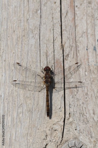 Libelle