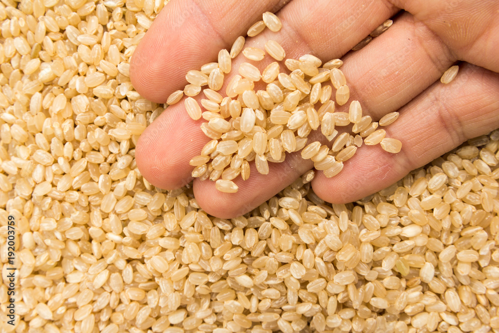 Whole Short Grain Rice Seed. Person with grains in hand. Macro. Whole food. Whole Short Grain Rice Seed. Person with grains in hand. Macro. Whole food.