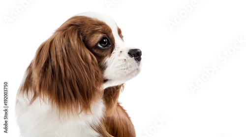 Fototapeta Naklejka Na Ścianę i Meble -  Cavalier King Charles Spaniel