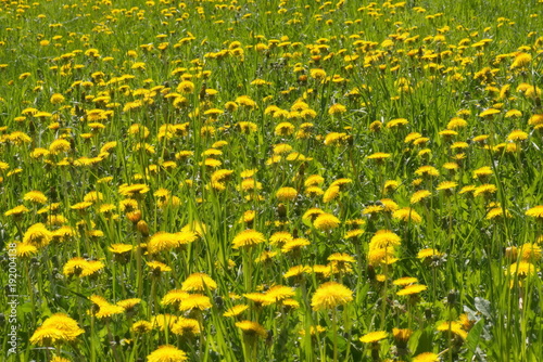 Fototapeta Naklejka Na Ścianę i Meble -  Wildflowers Dandelions. Spring Flowers