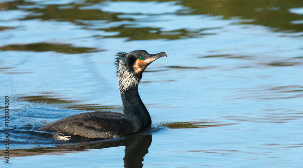 great cormorant swimming in a river great cormorant swimming in a river