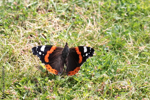 Schmetterling