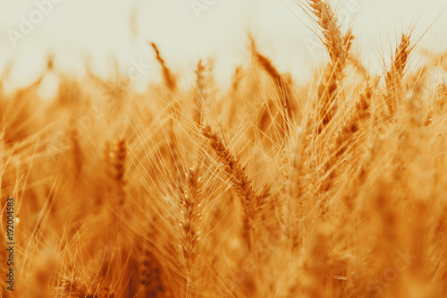Spikelets of golden wheat on field. Beautiful nature landscape rural on the sunset. Concept rich harvest