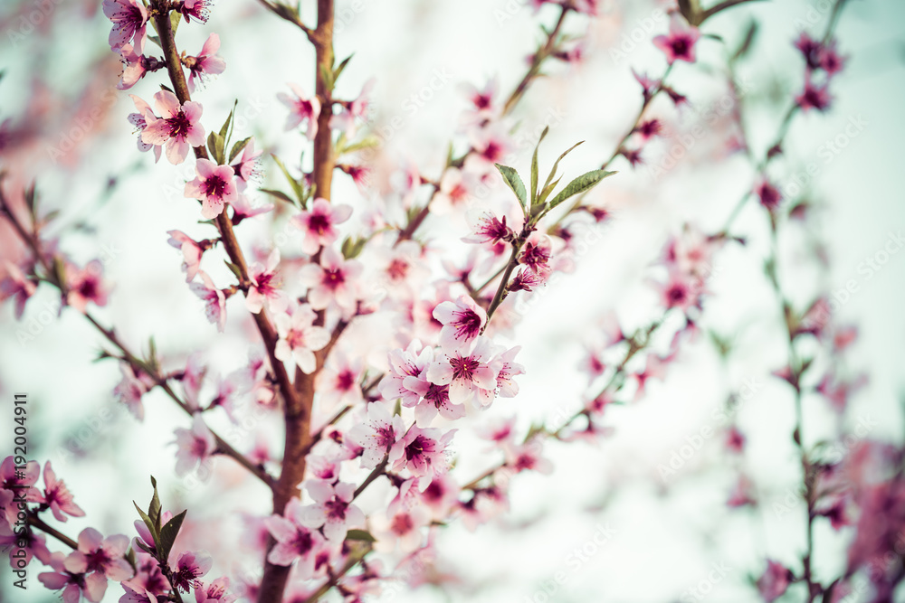 Obraz premium Beautiful blooming Apple trees in spring on a Sunny day. Soft focus, natural blur