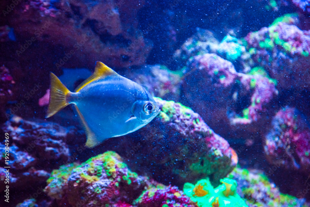 Tropical fish with corals and algae in blue water. Beautiful background of the underwater world Tropical fish with corals and algae in blue water. Beautiful background of the underwater world