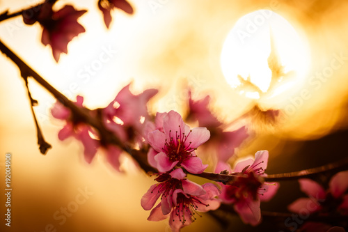 Beautiful blooming Apple trees in spring on a Sunny day. Soft focus  natural blur
