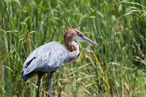 Goliath Heron (Ardea goliath), Tsavo, Kenya, Africa photo