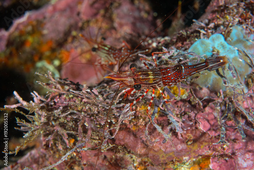 Striped shrimp by coral, Seymour, Galapagos, Ecuador, South America photo