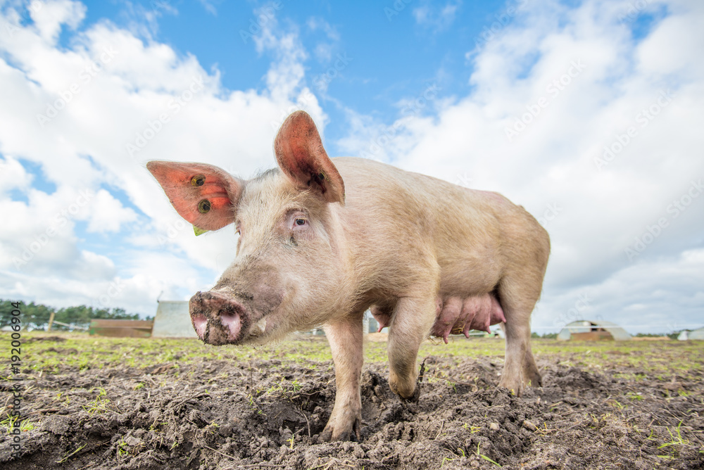 Pig on an organic farm in the uk Pig on an organic farm in the uk