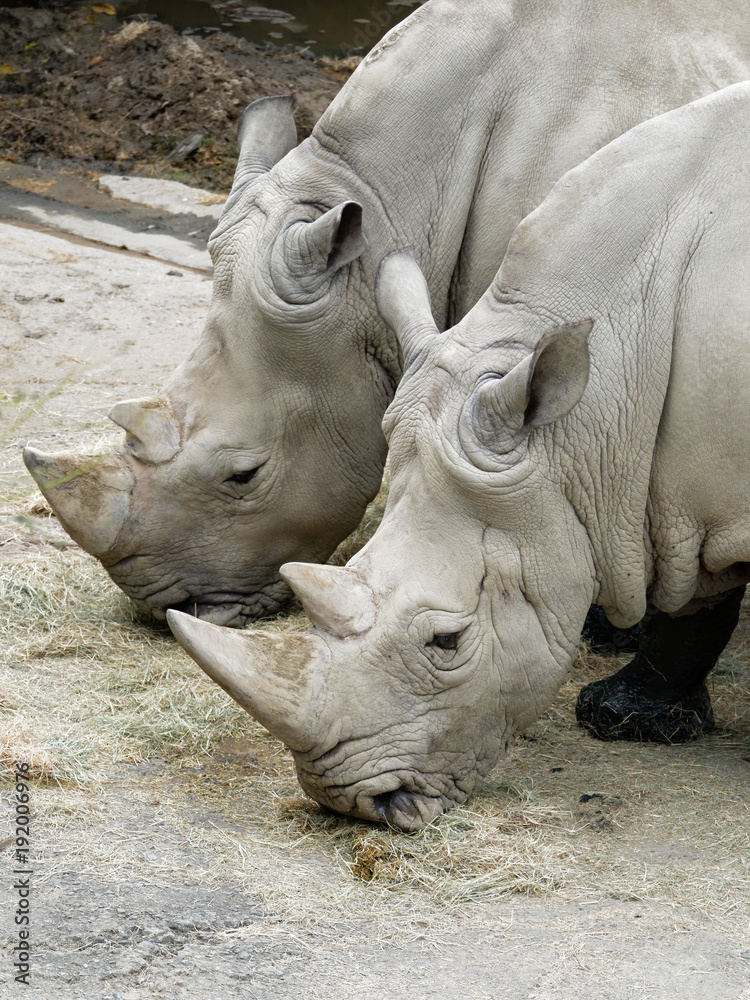 Naklejka premium Close up of two white Rhino eating hay in the zoo with legs full of mud