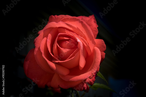 Very beautiful single red rose with dark background
