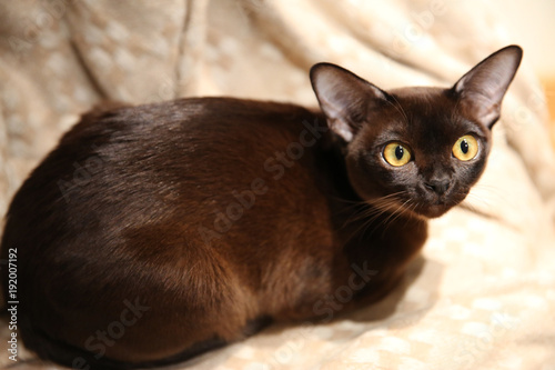 playfull burmese cat photo