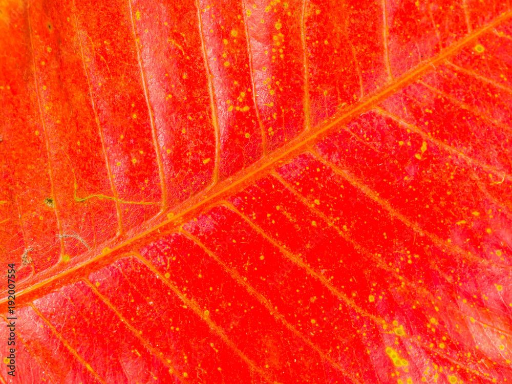 Obraz premium Abstract nature background. Vivid red pattern and texture of leaf.