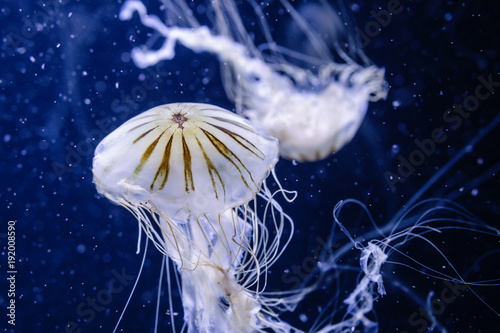 Kompassquallen, Chrysaora Hysoscella, Medusa de Compases Aquarium-Foto photo