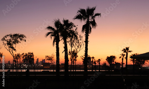 sunset palms © nw7.eu