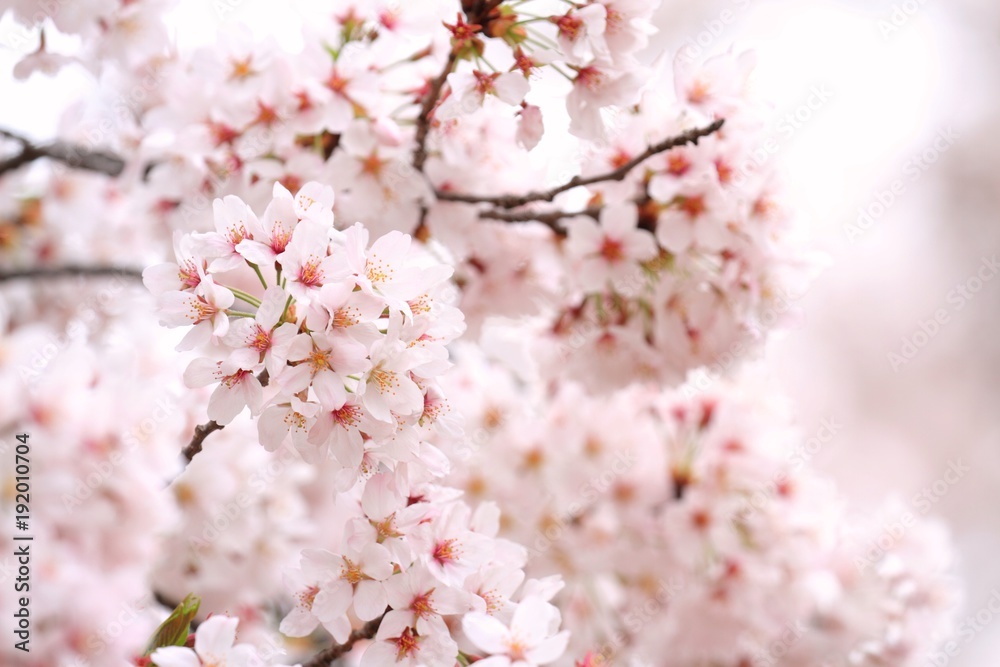 Obraz premium 桜(ソメイヨシノ)