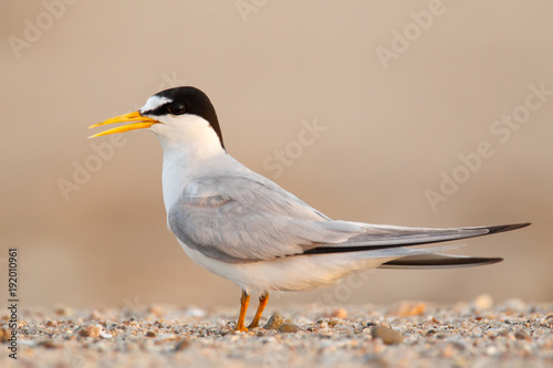 least Tern photo