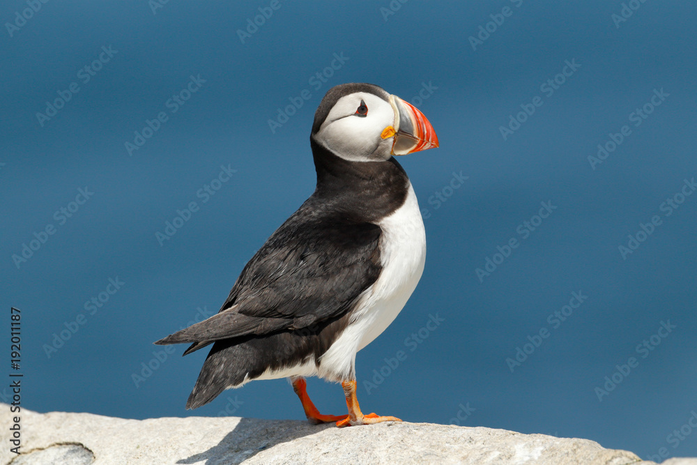 Samolepka Puffin atlantský