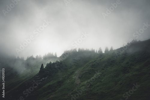 Fototapeta Evergreen forests shrouded in cloud and fog