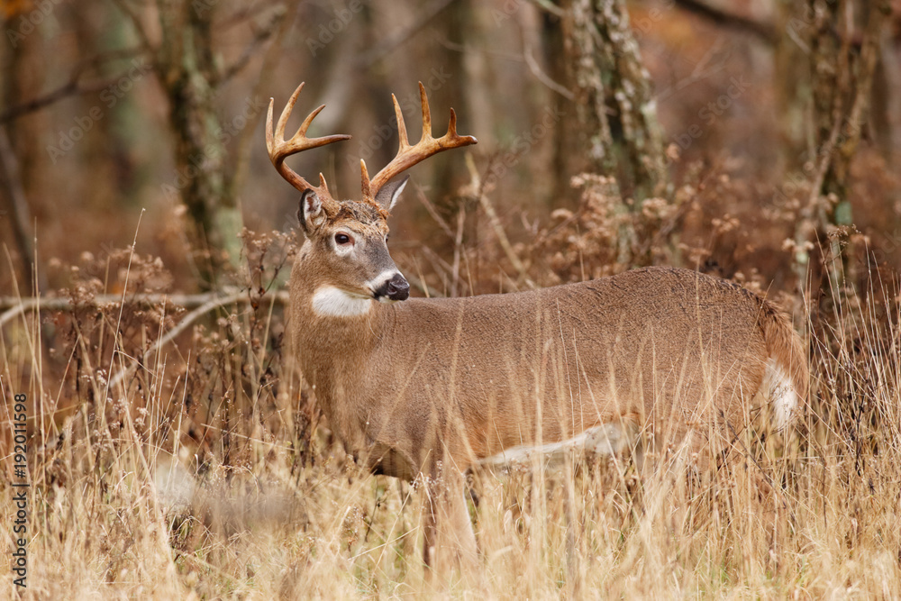 White-tailed Deer White-tailed Deer