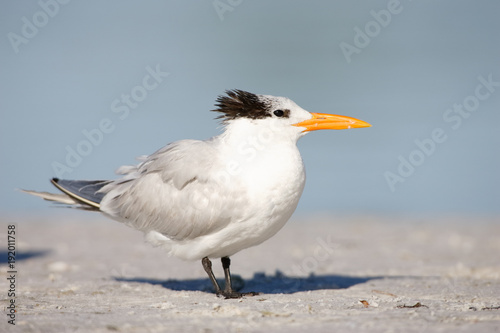 Royal Tern © Paul