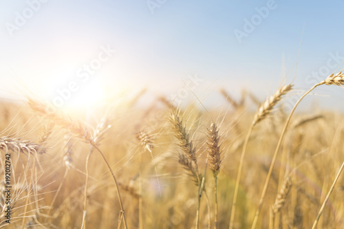 Wheat field. Background of the ripening ears of the field of meadow wheat. wheat crop