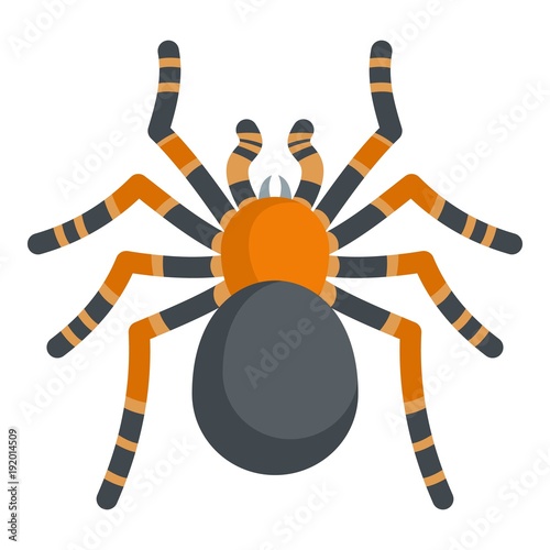 Tarantula icon. Cartoon illustration of tarantula vector icon for web