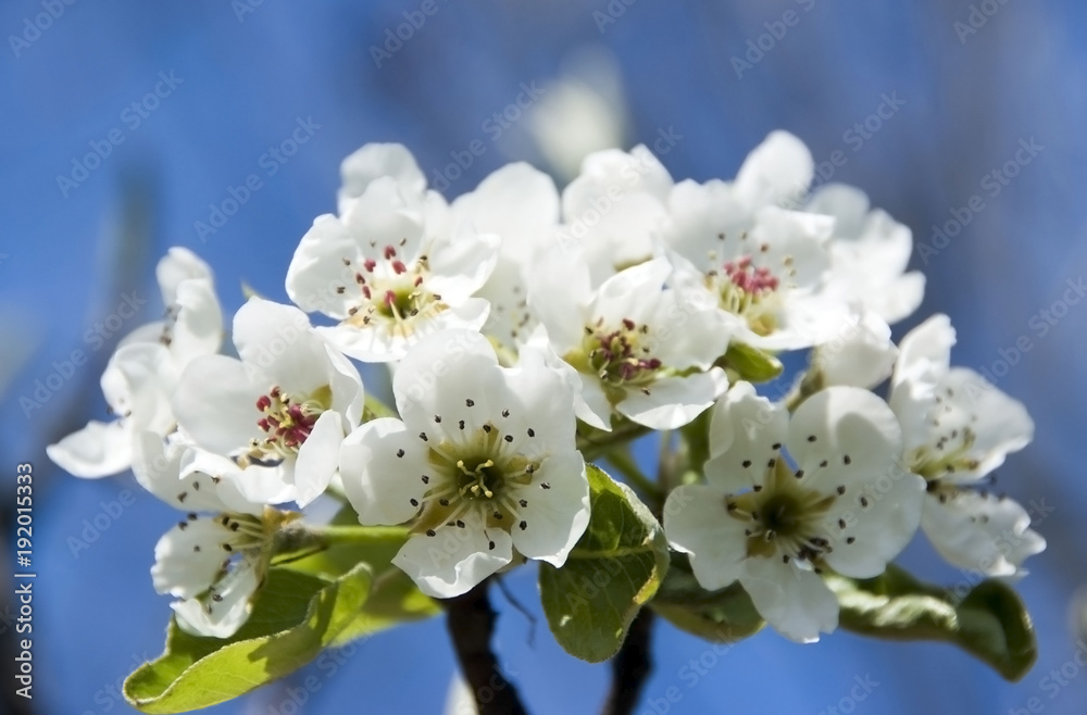 blühender Kirschbaum - cherry blossoms on tree