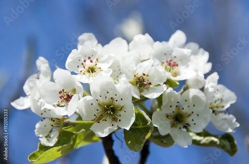 blühender Kirschbaum - cherry blossoms on tree