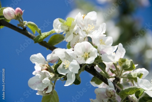 Fotografie apple blossoms