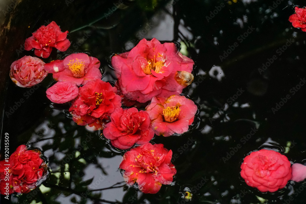 red Camellia flowers in a pond