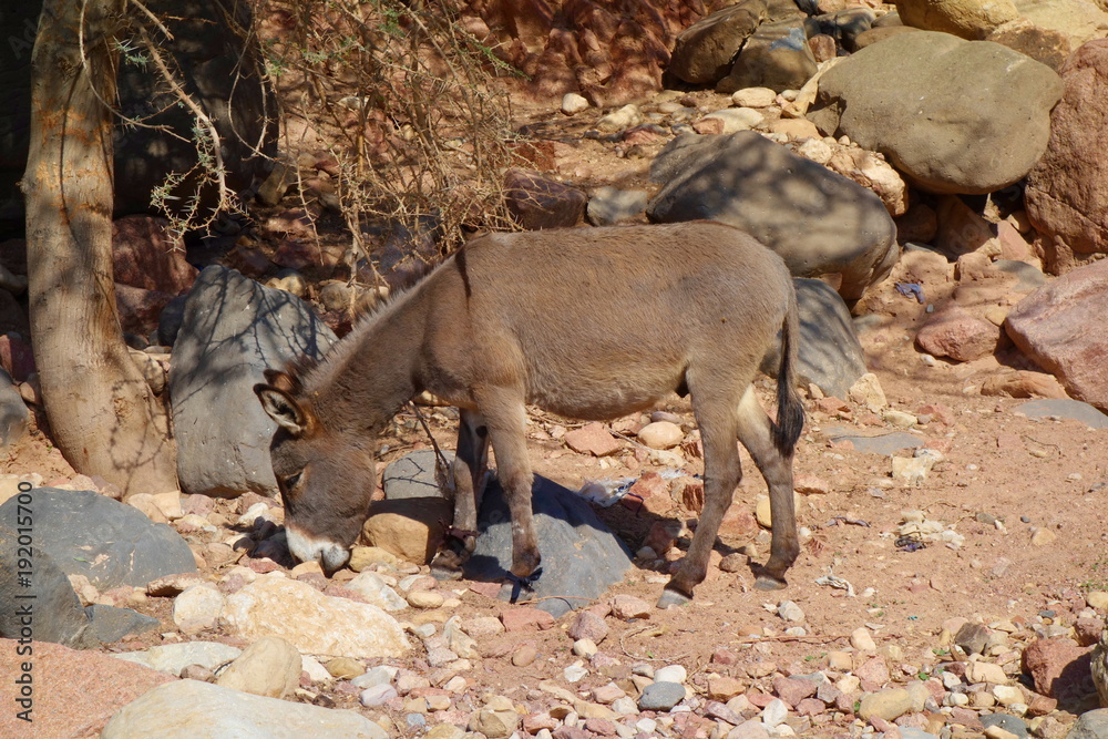 Fototapeta premium Wild Donkey in Dana Nature Biosphere Reserve landscape near Dana historical village, Jordan, Middle East