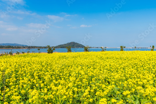 Canola field at Seongsan Ilchulbong, Jeju Island, South Korea.