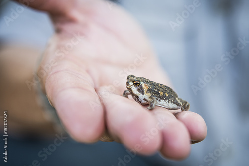 Whistling Rain Frog, Breviceps sopranus photo