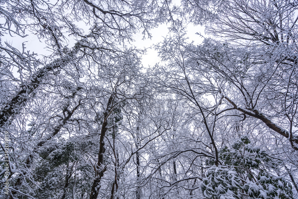 hangzhou west lake in winter cover with snow hangzhou west lake in winter cover with snow