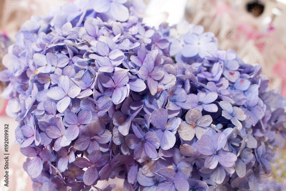 Obraz premium Lilac Flower