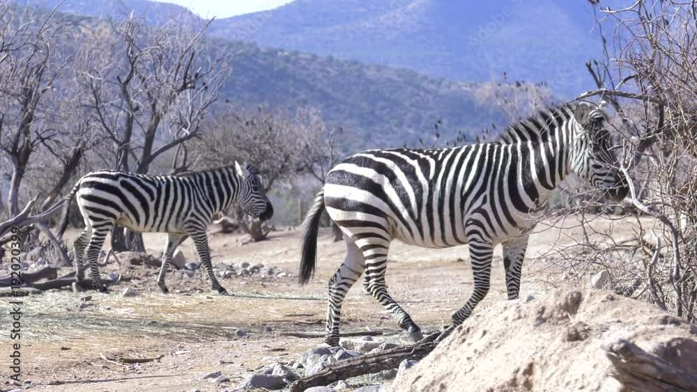 zebra crossing the dirt road on safari trail slow motion 4k60p zebra crossing the dirt road on safari trail slow motion 4k60p