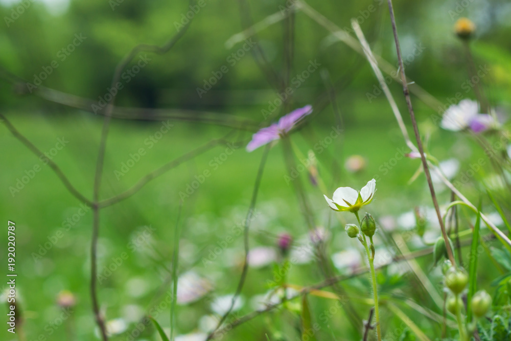 Beautiful landscape with a picturesque spring meadow with flowering flowers, bellis perennis, dandelion, coffin, chamomile. Little depth of focus. Spring Concept.