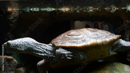 Cute black and white spotted diamondback terrapin turtle swims close to the surface of water in terrarium