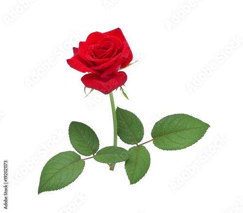Red rose with two leaves isolated on a white background.