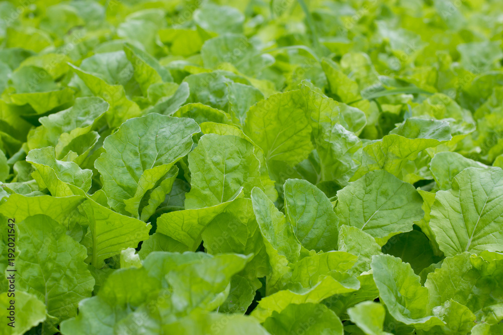 green leaf of Choy, Vegetable food for good Health green leaf of Choy, Vegetable food for good Health