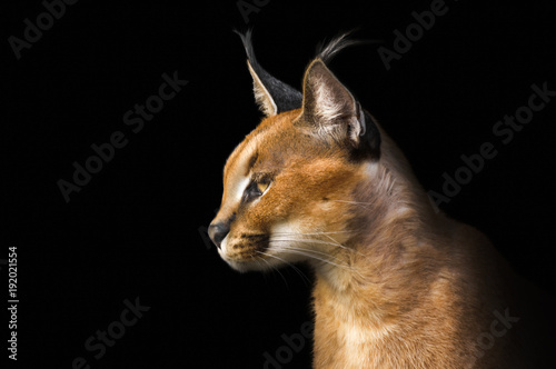 Beautiful caracal lynx over black background photo