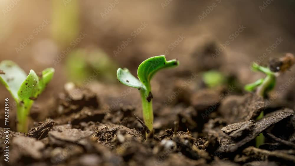 Macro seed growing time lapse of new life with sun flare. Macro seed growing time lapse of new life with sun flare.